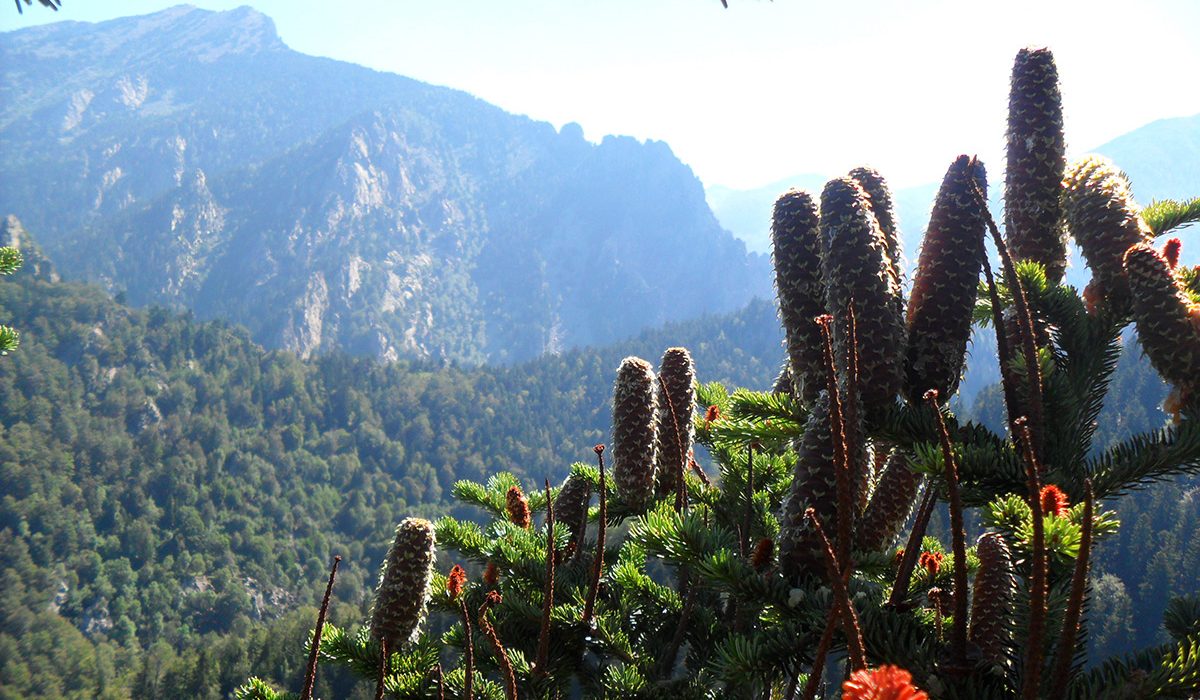 cônes et bourgeons de sapin